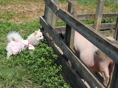 -田园东方蜜桃村的田野营地