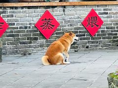 -青城甲(青城山店)