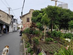 -三林塘老街