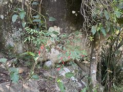 -霸王岭国家森林公园