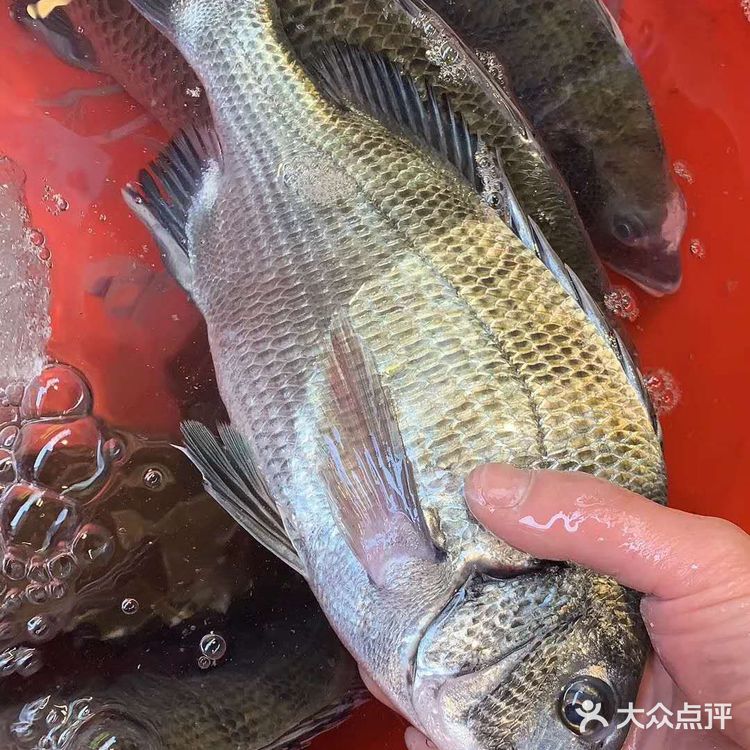 单条大于5两重的黑鲷鱼价格在50-60元每斤