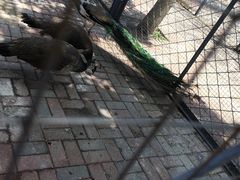 -长白岛森林公园