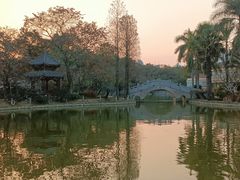 -金花茶公园
