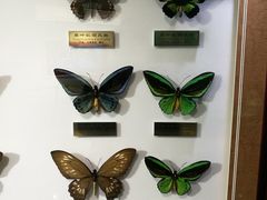 -上海昆虫博物馆