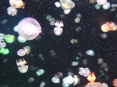 -太平洋海底世界