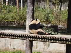 -中国大熊猫保护研究中心雅安碧峰峡基地