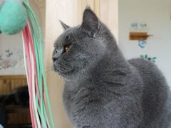 -猫的茶·猫咖
