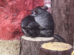 -上海大自然野生昆虫馆(东方明珠·爬宠昆虫探索中心)
