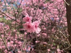 -北京国际鲜花港