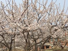 -北马山庄植趣咖啡
