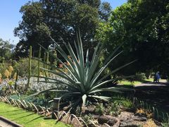 -墨尔本皇家植物园