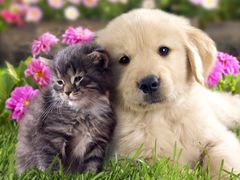 -北京京卫宠物寄养训练中心