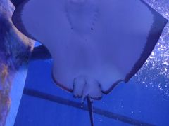 -海合安武汉极地海洋公园