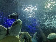 -上海海洋水族馆