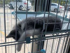 -久久宠物(河东万达店)