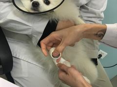 -中农大我爱我爱24h动物医院·中医针灸·猫专科·骨科医疗中心(双井店)