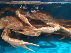 -蟹田居·活蟹料理(东城店)