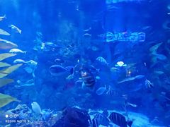 -烟台海昌鲸鲨海洋公园