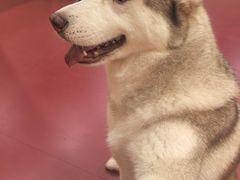 -和它·交个朋友·狗咖猫咖(爱琴海店)