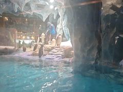 -帝企鹅自助餐厅•儿童岛•真企鹅(长隆企鹅酒店)