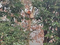 -都江堰中华大熊猫苑