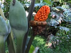 景点-瑞丽独树成林风景区