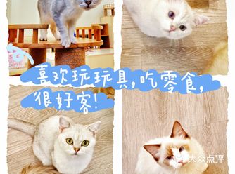 故意引我注意。后面问了店员才知道他是一只流浪猫