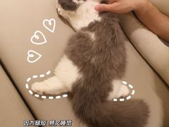 -猫腻·猫咖·撸猫馆(星光大道店)