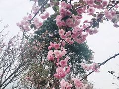 -天适樱花悠乐园