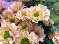 -循礼门鲜花花市(武汉循礼门店)