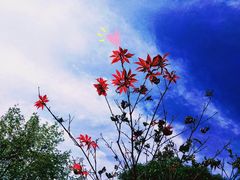 -洛阳市隋唐城遗址植物园