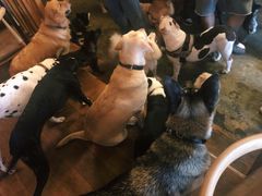 -萌喵宠狗爱心宠咖
