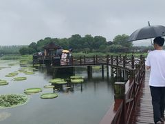 -荷塘月色湿地公园·向阳花洲