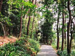 -铁山坪森林公园