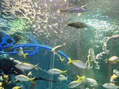 -上海海洋水族馆