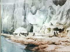 -帝企鹅自助餐厅•儿童岛•真企鹅(长隆企鹅酒店)