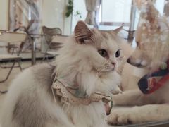 -共舞时光猫咖·狗咖(新街口店)