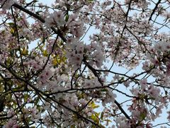 -武汉大学-樱园