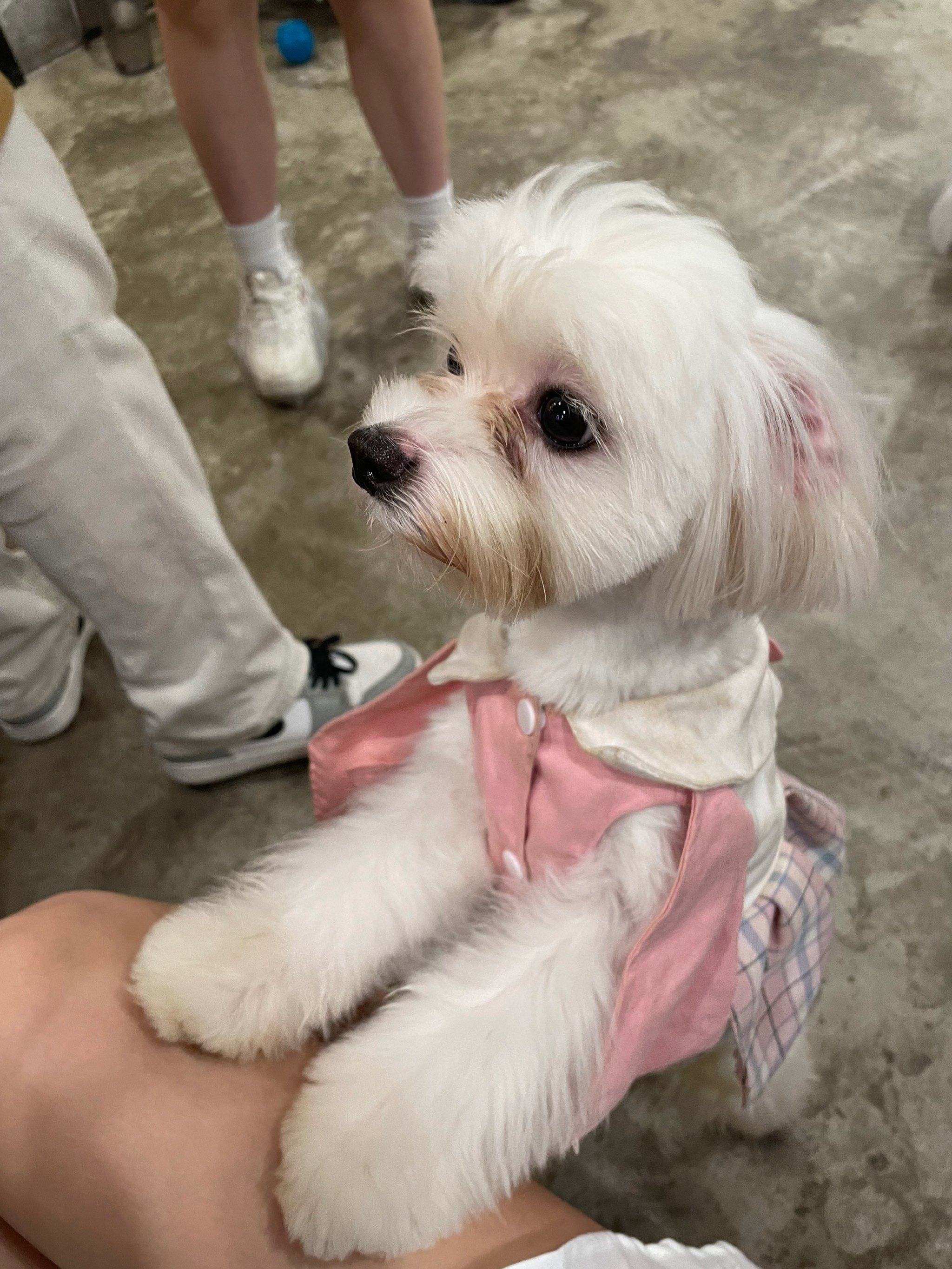 店员服务也很好还有一只超级大的萨摩耶