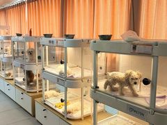 -翊宠yipet猫狗购宠庄园犬舍•猫舍