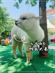 -萌宠亲子动物乐园(槐房万达店)