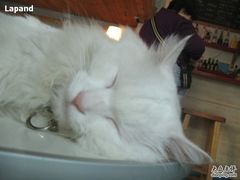 -Babycat私家御饼屋(龙头路一店)