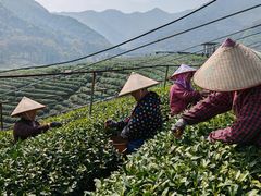 -龙坞茶村