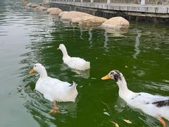-莲湖公园