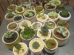 -鱼醉无骨鱼·中山脆肉鲩(荔湾路店)