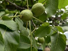 -慢丽江·云南野生菌土鸡锅(西山店)