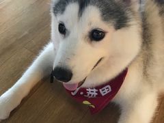 -Husky Go! 哈士奇体验馆·宠物咖啡厅狗咖
