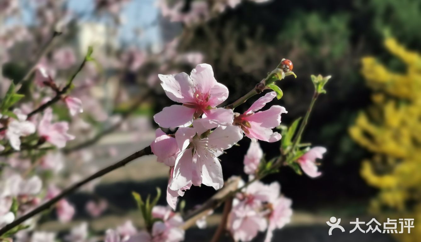 【裕美路 金灿灿的春天】