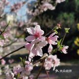 【裕美路 金灿灿的春天】