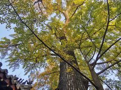 -青岛崂山太清宫